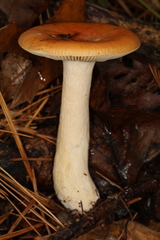 Russula katarinae