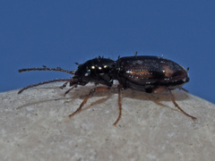 Bembidion articulatum