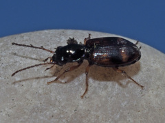 Bembidion articulatum