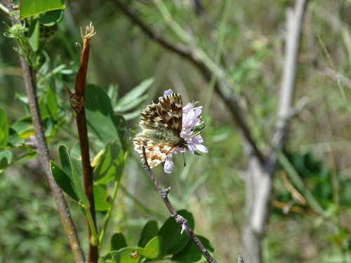 Marbled Skipper