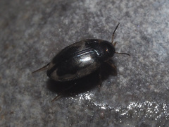 Hydroglyphus geminus