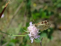 Muschampia lavatherae
