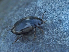 Hydroglyphus geminus