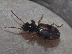 Bembidion articulatum