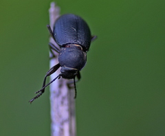 Euboeus tenebricosus