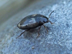 Hydroglyphus geminus