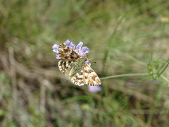 Muschampia lavatherae