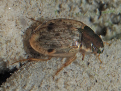 Laccobius