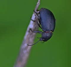 Euboeus tenebricosus