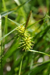 Carex flava