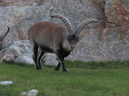 Iberian Ibex (Capra pyrenaica)