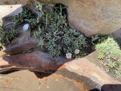 Corpuscularia