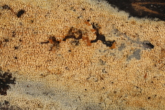 Hyphodontia arguta