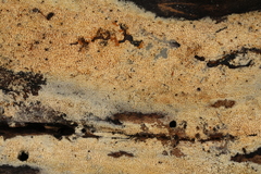 Hyphodontia arguta