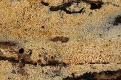Hyphodontia arguta