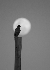 Melierax canorus canorus