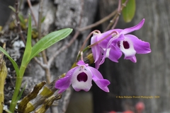 Dendrobium nobile