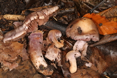 Cortinarius lucorum
