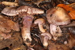 Cortinarius lucorum