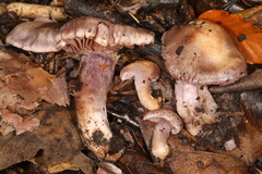 Cortinarius lucorum