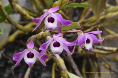 Dendrobium nobile