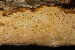 Perenniporia bostonensis