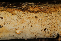 Perenniporia bostonensis