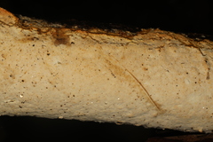 Perenniporia bostonensis
