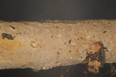 Perenniporia bostonensis