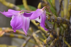 Dendrobium nobile