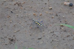 Chaetodera regalis