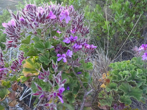 Pelargonium cucullatum