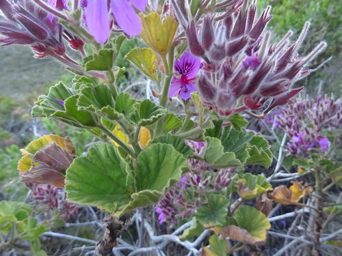 Pelargonium cucullatum