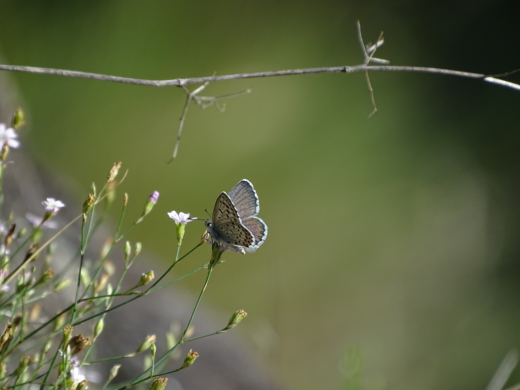 Pseudophilotes baton panoptes