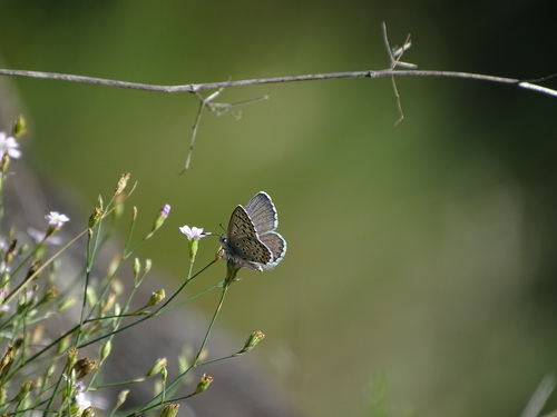 Pseudophilotes baton panoptes