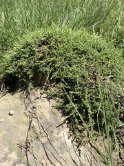 Pollichia campestris