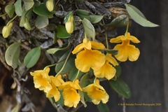 Dendrobium jenkinsii