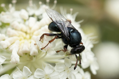 Sericophorus
