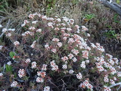 Crassula pruinosa