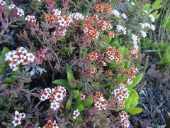 Crassula pruinosa