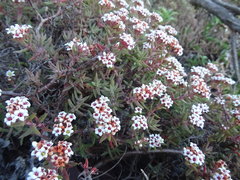 Crassula pruinosa