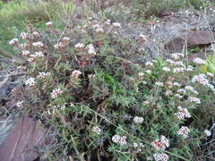 Crassula pruinosa