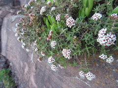 Crassula pruinosa