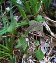 Spiraea beauverdiana