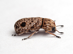 Ozotomerus rugicollis