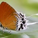 Mariposa Dragón Imperial - Photo (c) Joshua Wong, algunos derechos reservados (CC BY-NC), subido por Joshua Wong
