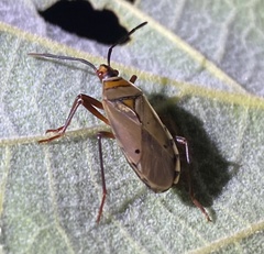 Probergrothius