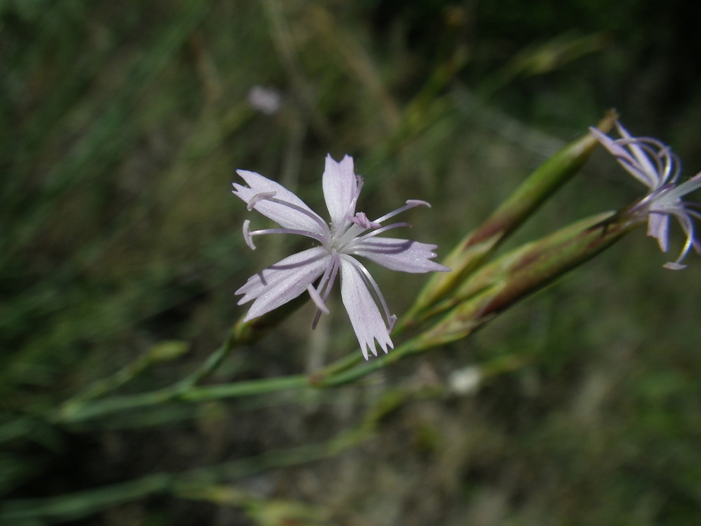 Pyrenean Pink