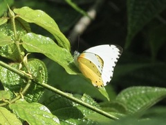 Belenois thysa thysa