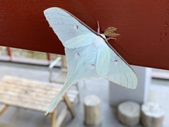 Actias neidhoeferi